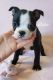 Boston Terrier Puppies for sale in Cypress, TX, USA. price: NA