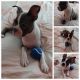 Boston Terrier Puppies for sale in Derby, CT, USA. price: $1,200
