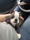 Boston Terrier Puppies for sale in Liberal, KS 67901, USA. price: NA