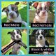 Boston Terrier Puppies for sale in Ruther Glen, VA 22546, USA. price: $800