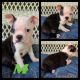 Boston Terrier Puppies for sale in 14997 S Eagle Valley Rd, Tyrone, PA 16686, USA. price: NA