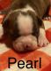 Boston Terrier Puppies for sale in Salem, MO 65560, USA. price: NA