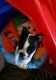 Boston Terrier Puppies for sale in Warner Robins, GA, USA. price: $900