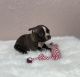 Boston Terrier Puppies for sale in Patterson, GA 31557, USA. price: $1,000