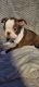 Boston Terrier Puppies for sale in Tarpon Springs, FL 34689, USA. price: NA