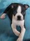 Boston Terrier Puppies for sale in Pleasanton, TX 78064, USA. price: $600