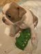 Boston Terrier Puppies for sale in Rutland, VT 05701, USA. price: $1,500