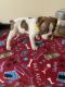 Boston Terrier Puppies for sale in AL-227, Alabama, USA. price: NA