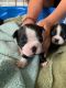 Boston Terrier Puppies for sale in Decatur, AL, USA. price: $500