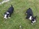 Boston Terrier Puppies for sale in O'Brien, FL 32071, USA. price: $450