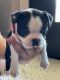 Boston Terrier Puppies for sale in Shawnee, OK, USA. price: $900