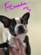 Boston Terrier Puppies for sale in Converse, TX 78109, USA. price: $850