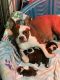 Boston Terrier Puppies for sale in Buckeye, AZ 85326, USA. price: $1,400