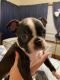 Boston Terrier Puppies for sale in RI-37, Warwick, RI, USA. price: $1,000