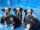 Boston Terrier Puppies for sale in Morgantown, WV, USA. price: NA