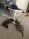 Boston Terrier Puppies for sale in Cloquet, MN 55720, USA. price: NA