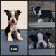 Boston Terrier Puppies for sale in Monetta, SC 29105, USA. price: NA