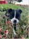 Boston Terrier Puppies for sale in Southeast Kansas, KS, USA. price: NA