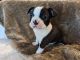 Boston Terrier Puppies for sale in Peculiar, MO 64078, USA. price: NA