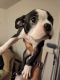 Boston Terrier Puppies for sale in San Bernardino, CA, USA. price: $2,500