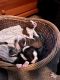 Boston Terrier Puppies for sale in Conley, GA, USA. price: NA