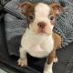 Boston Terrier Puppies for sale in Jackson, MS 39218, USA. price: NA