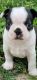 Boston Terrier Puppies for sale in Frankton, IN 46044, USA. price: NA