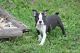 Boston Terrier Puppies for sale in Charles City, IA 50616, USA. price: $1,800