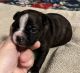 Boston Terrier Puppies for sale in Plainview, TX 79072, USA. price: $800