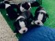 Boston Terrier Puppies for sale in Blackshear, GA 31516, USA. price: $1,000