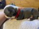 Boston Terrier Puppies for sale in Pontotoc, MS 38863, USA. price: NA