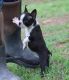 Boston Terrier Puppies for sale in Royse City, TX, USA. price: $2,000