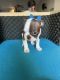 Boston Terrier Puppies for sale in Helendale, CA 92342, USA. price: $1,000
