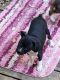 Boston Terrier Puppies for sale in Plymouth, CA 95669, USA. price: NA