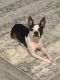 Boston Terrier Puppies for sale in Justin, TX 76247, USA. price: NA