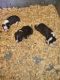 Boston Terrier Puppies for sale in Shepherdsville, KY 40165, USA. price: NA