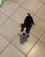 Boston Terrier Puppies for sale in Little Ferry, NJ 07643, USA. price: NA