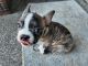 Boston Terrier Puppies for sale in Tacoma, WA 98465, USA. price: $1,200