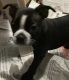 Boston Terrier Puppies for sale in Modesto, CA, USA. price: NA
