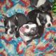 Boston Terrier Puppies for sale in Wishek, ND 58495, USA. price: $1,200