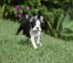 Boston Terrier Puppies for sale in Queens, NY, USA. price: NA