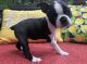 Boston Terrier Puppies for sale in Indianapolis, IN, USA. price: $1,300