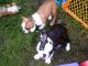 Boston Terrier Puppies for sale in Grand Rapids, MN 55744, USA. price: NA