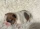Boston Terrier Puppies for sale in Mobile, AL, USA. price: $900