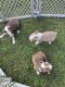 Boston Terrier Puppies for sale in Gaffney, SC, USA. price: $1,000