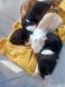 Boston Terrier Puppies for sale in Fort McCoy, FL 32134, USA. price: NA