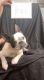 Boston Terrier Puppies for sale in Muldraugh, KY 40155, USA. price: NA