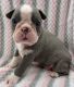 Boston Terrier Puppies for sale in Killdeer, ND 58640, USA. price: $1,800