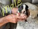 Boston Terrier Puppies for sale in Hardinsburg, KY, USA. price: NA