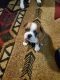 Boston Terrier Puppies for sale in Las Vegas, NV, USA. price: $150,000